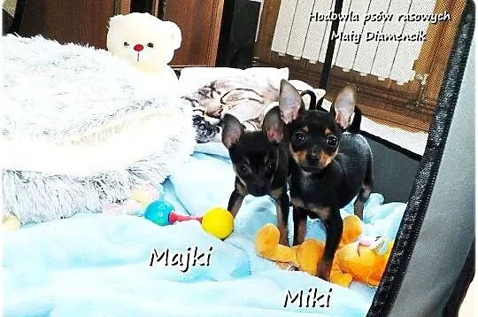 Mini Piesek Pinczer miniaturowy, tzw. Ratlerek / Sarenka Piesek do ODBIORU!, Lubuskie, Żary