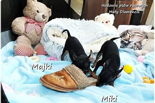 Mini Piesek Pinczer miniaturowy, tzw. Ratlerek / Sarenka Piesek do ODBIORU!, Lubuskie, Żary