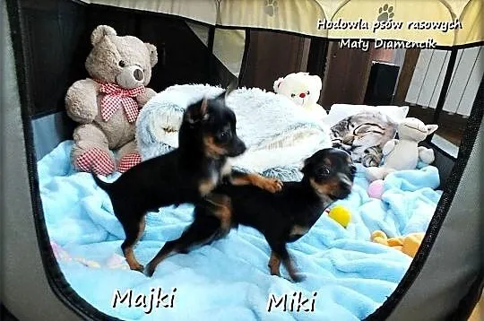 Mini Piesek Pinczer miniaturowy, tzw. Ratlerek / Sarenka Piesek do ODBIORU!, Lubuskie, Żary