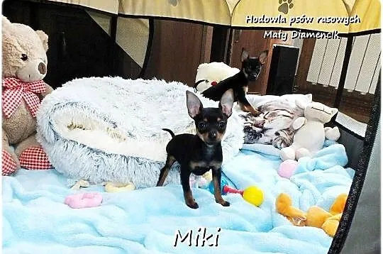 Mini Piesek Pinczer miniaturowy, tzw. Ratlerek / Sarenka Piesek do ODBIORU!, Lubuskie, Żary