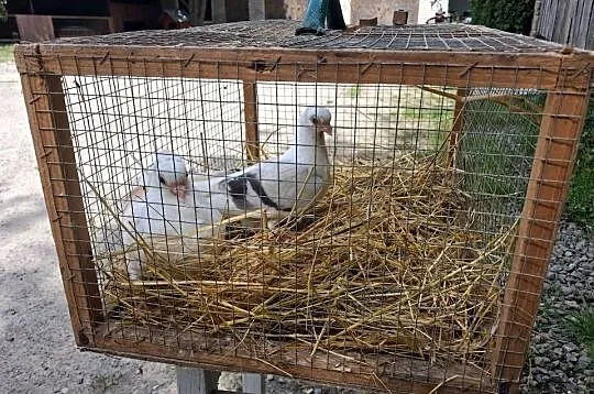 Gołębie mewki, Podkarpackie, Łańcut