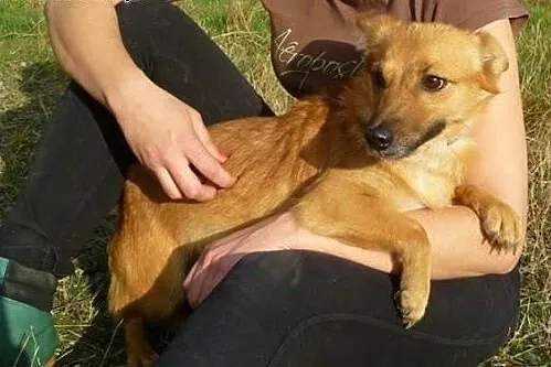 Lisa-najmniejsza sunia w schronisku - boi się świata... POMOCY,  małopolskie Kraków