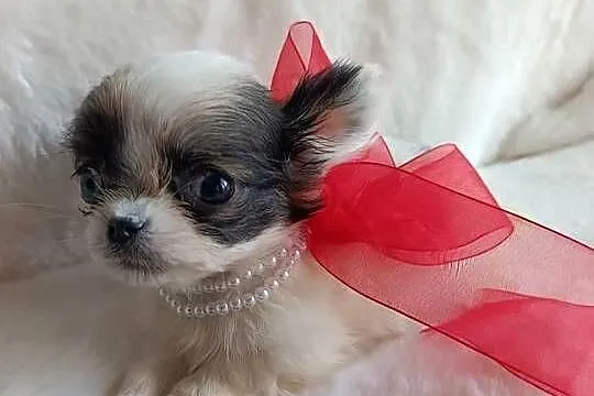 Chihuahua chłopiec samiec xxs dlugowlosy