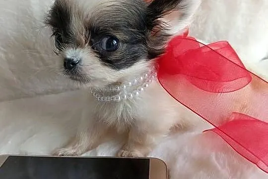 Chihuahua chłopiec samiec xxs dlugowlosy, Kujawsko-pomorskie, Inowrocław