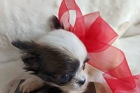 Chihuahua chłopiec samiec xxs dlugowlosy, Kujawsko-pomorskie, Inowrocław