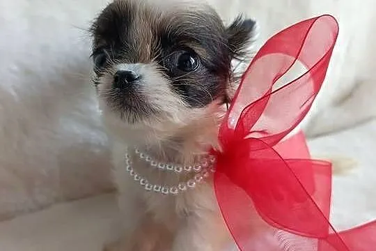 Chihuahua chłopiec samiec xxs dlugowlosy, Kujawsko-pomorskie, Inowrocław