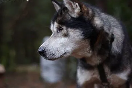 Sibi, malamute czeka na dobry dom,  pomorskie Gdańsk