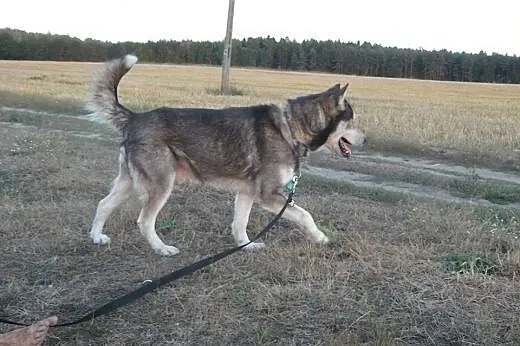 Sibi, malamute czeka na dobry dom,  pomorskie Gdań