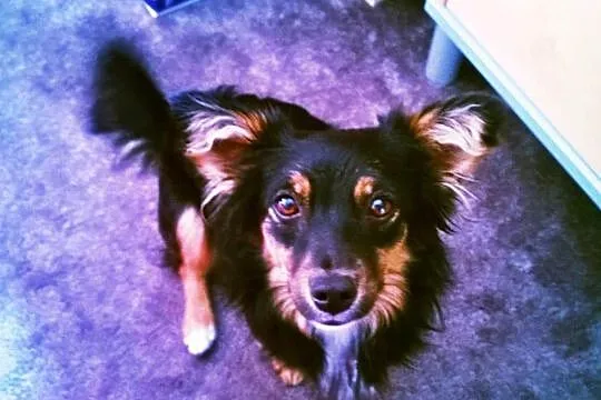 Mała, młodziutka piękność - długowłosa Czika ADOPC