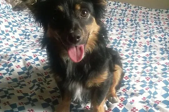 Mała, młodziutka piękność - długowłosa Czika ADOPC