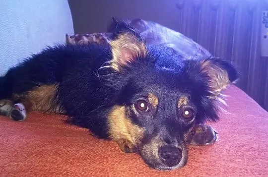 Mała, młodziutka piękność - długowłosa Czika ADOPC