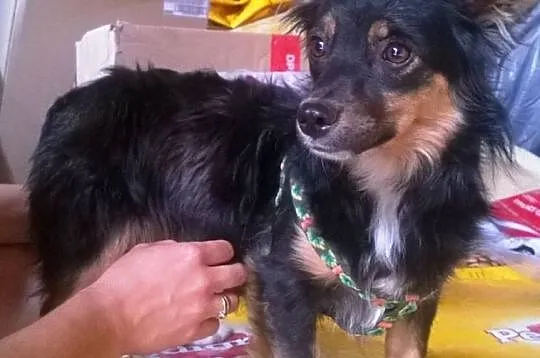 Mała, młodziutka piękność - długowłosa Czika ADOPC