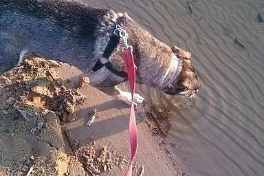 Uroczy, słodziak Rubi czeka na domek :),  pomorski