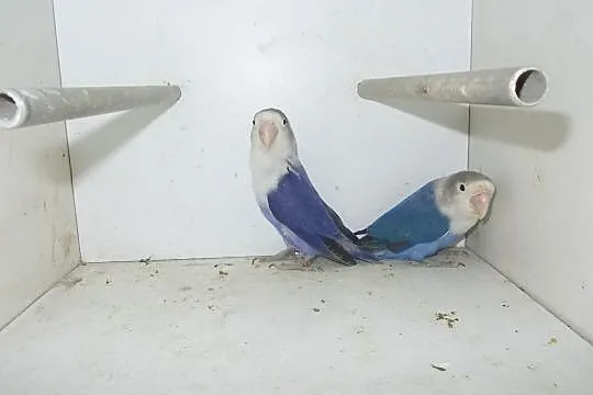Papugi nierozłączki, Nowy Tomyśl