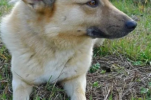 Bali - śliczny biszkopcik w średnim wieku prosi o 