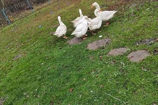 Sprzedam Gęsi