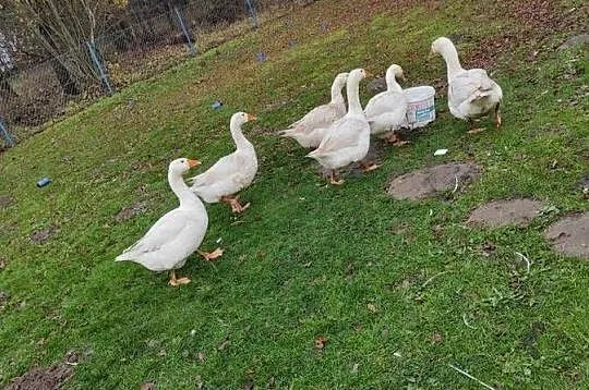 Sprzedam Gęsi, Pomorskie, Połęczyno