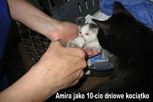 AMIRA... jako jedyna przeżyła, odkarmiona na butel