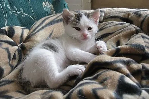 AMIRA... jako jedyna przeżyła, odkarmiona na butel
