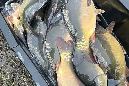 Karp handlowy wigilijny