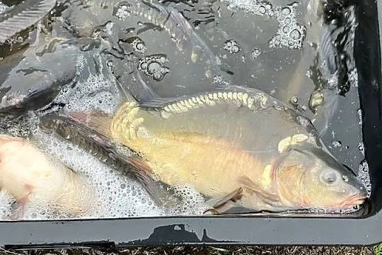 Karp handlowy wigilijny, Warmińsko-mazurskie, Węgorzewo