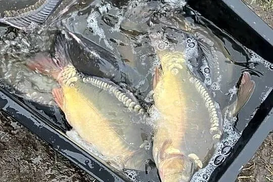 Karp handlowy wigilijny, Warmińsko-mazurskie, Węgorzewo