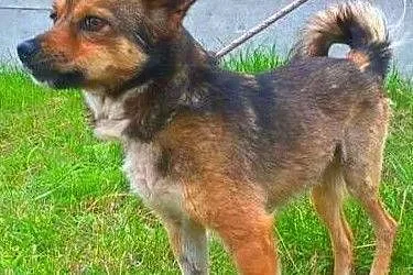 GRYZEK - mały, biedny psiak załamuje się w schronisku,, Wielkopolskie, Poznań