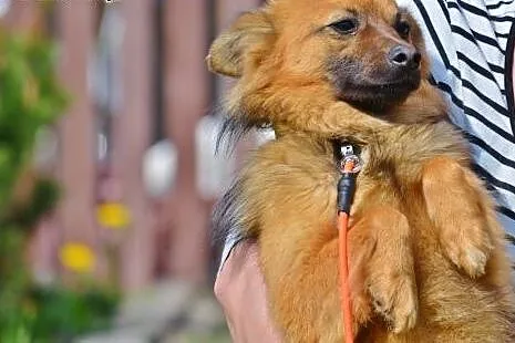 Przyjacielski, nieduży Lisek poleca sie do adopcji