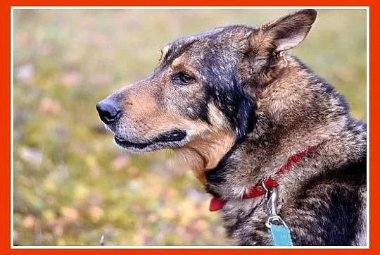 Duży 30 kg, starszy,przyjacielski,kontaktowy pies DŻEKI_Adopcja