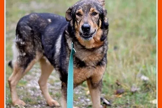 Duży 30 kg, starszy,przyjacielski,kontaktowy pies 
