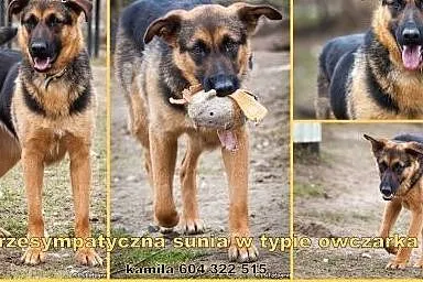 Kalina- piękna, młodziutka sunia szuka pilnie domu