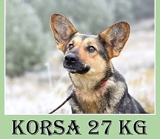 Mniejsza od owczarka,27kg,łagodna,tulaśna suczka K
