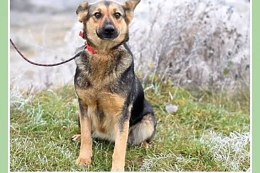 Mniejsza od owczarka,27kg,łagodna,tulaśna suczka K