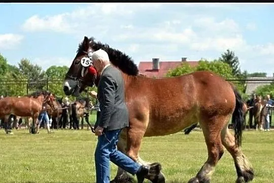 Klacz arden polski, , Tarło