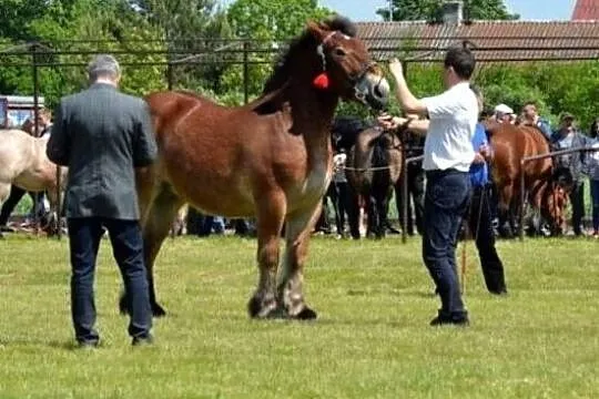 Klacz arden polski, , Tarło