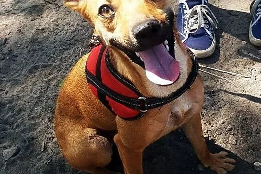 Wilma szuka domu :),  mazowieckie Warszawa