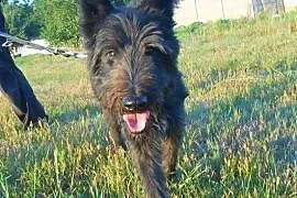 Bruner zwany Burgundem - piękny, długowłosy psiak do ADOPCJI
