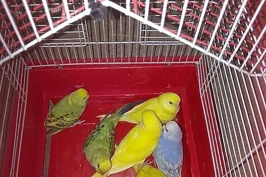 5szt młodych papużek falistych