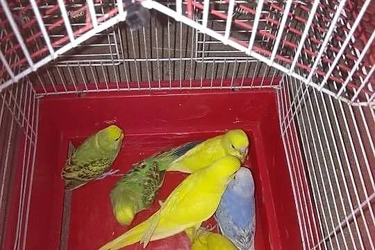 5szt młodych papużek falistych, Podkarpackie, Jadachy