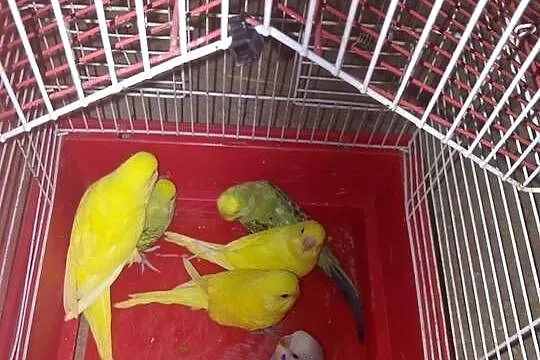 5szt młodych papużek falistych, Podkarpackie, Jadachy