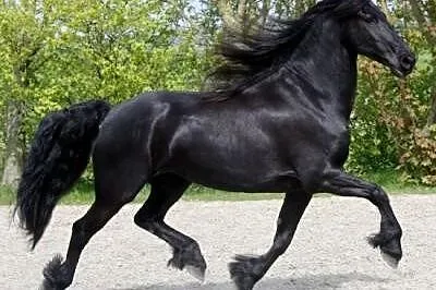 Piękne konie fryzyjskie dla kochającego domu