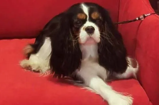 Cavalier King Charles Spaniel