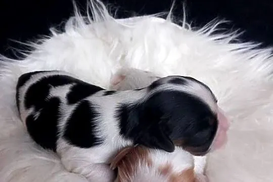 Cavalier King Charles Spaniel, Opolskie, Strzelce Opolskie