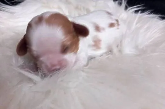 Cavalier King Charles Spaniel, Opolskie, Strzelce Opolskie