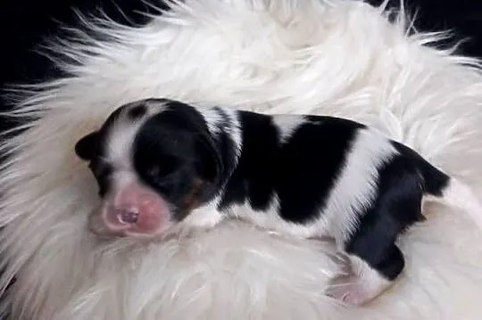 Cavalier King Charles Spaniel, Opolskie, Strzelce Opolskie