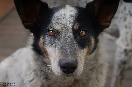 Nieduży Johny, wesoły i towarzyski psiak do adopcji!