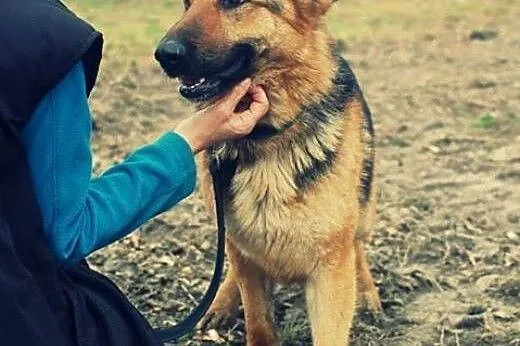 Kira - owczarek niemiecki ,  mazowieckie Warszawa