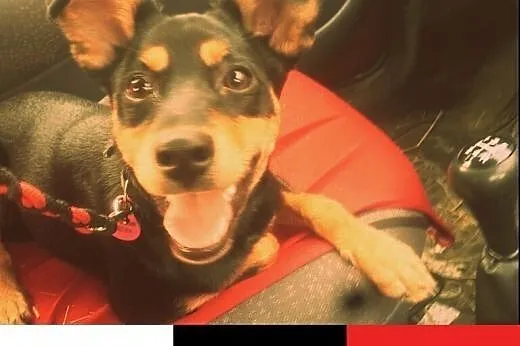 Rene - szczeniak szuka domku. Do adopcji.,  śląski
