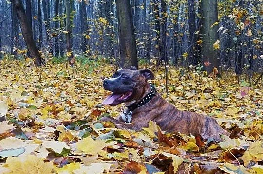 Elza – nie pozwólmy żeby wróciła do schroniska