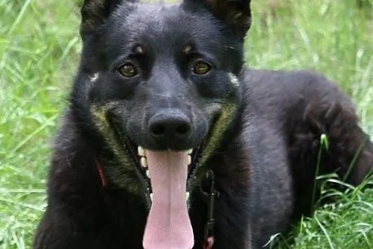 Haker wciąż szuka... a KUBA już dawno adoptowany
